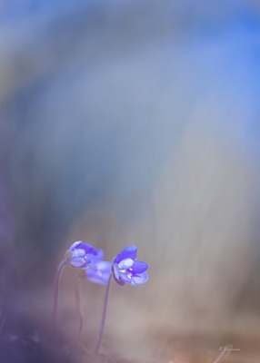 Hepaticas in the forest