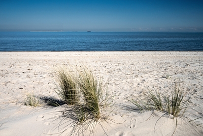 Trawa plażowa