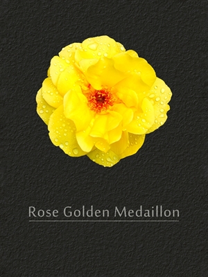 Rose gyllene Medaillon