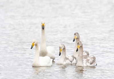 The whooper swan family