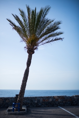 En lutande palm i Spanien