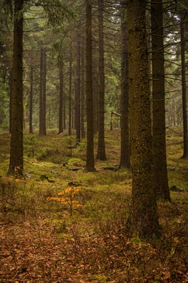 Tajemný smrkový les