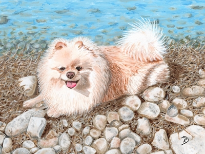 Pomeranian on river