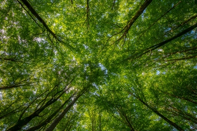 Beech Forest Canopy