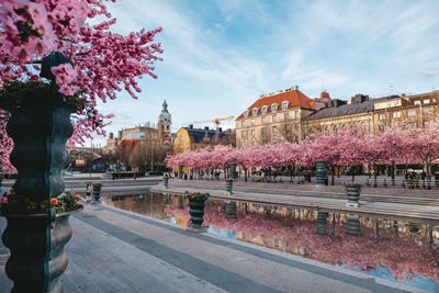 Cerezos en flor en Estocolmo