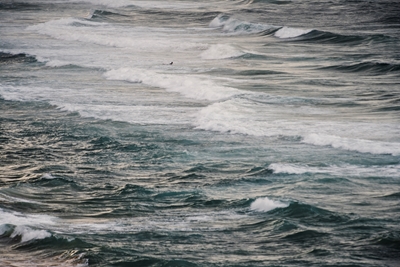 Surfen im Winter V
