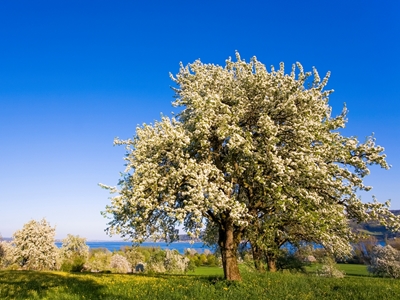 Apple tree in bloom 