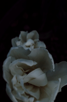 White tulips in a black world