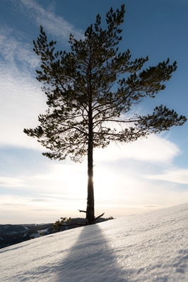 Skule pine