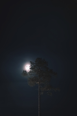 Måne og fyrretræ 