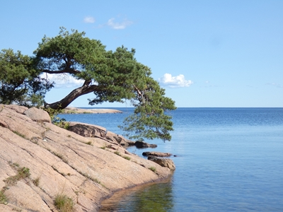 Pine tree by the see