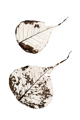 Fallen Leaves # 2