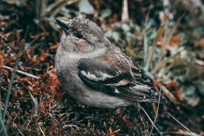 Resting Bird