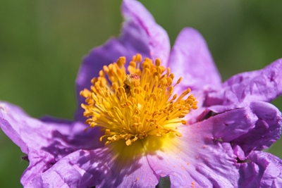 Cistus flower macro shot