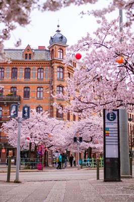Cherry Blossoms, Gothenburg