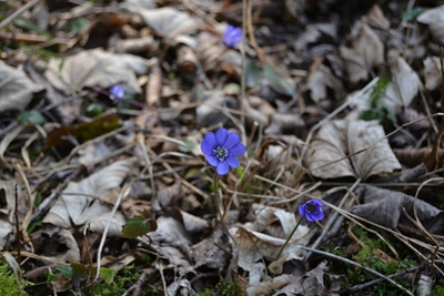 Kleine blaue Blume