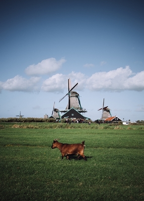 Moinhos holandeses e seu habitante