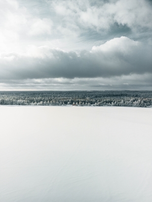 Szwedzki las zimowy