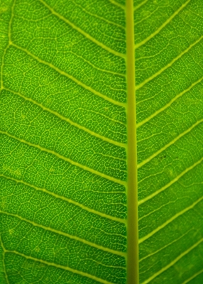  Groen blad close-up