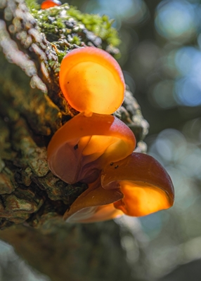 Translucent mushrooms