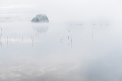 Oies et île dans le brouillard