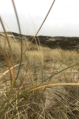 Dune gräs på Sylt