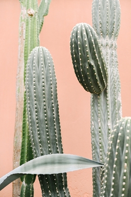 Kaktus na koralowej różowej ścianie