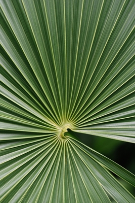 Foglia di palma con stampa botanica