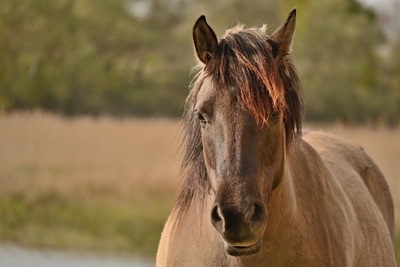 Porträtt av en häst