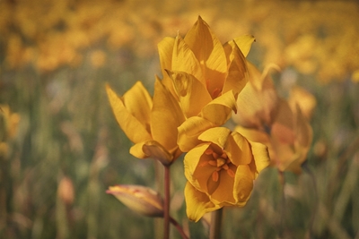 Gele Tulpen