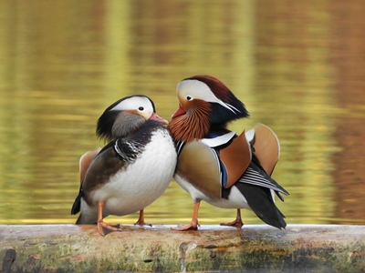 Zakochana para kaczek mandarynki