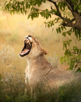 Lion de Namibie