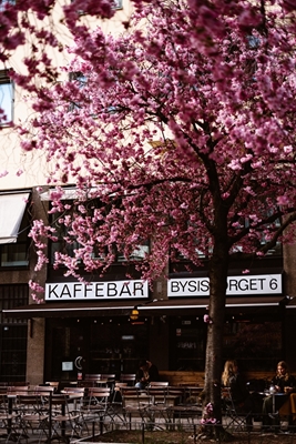 Blossom tree in Stockholm