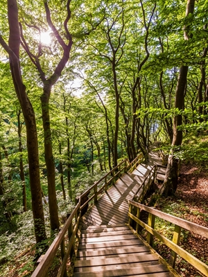 Ścieżka przez las w Danii
