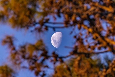 The Moon and the pine forest