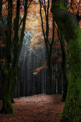 Forest Spotlight