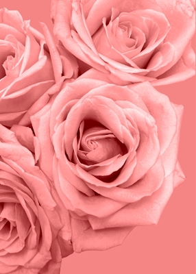 Kukka - vaaleanpunainen ruusu rakkaus