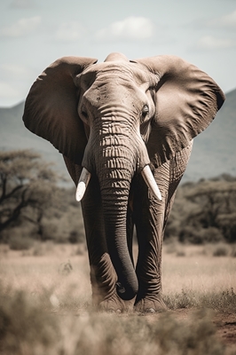 Słoń na sawannie