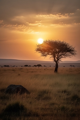 Solnedgang på savannen