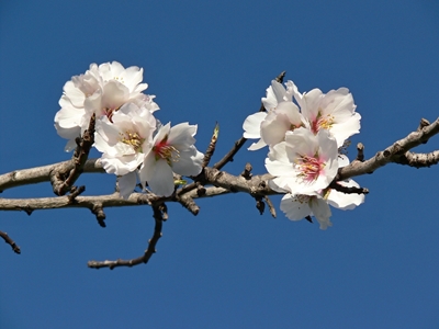 Branch with almond blossoms