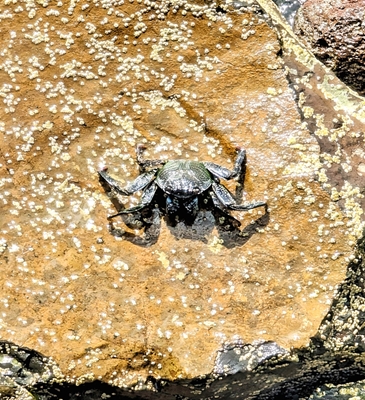 Madeira Crab