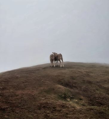 Les veaux dans le brouillard de Fanal