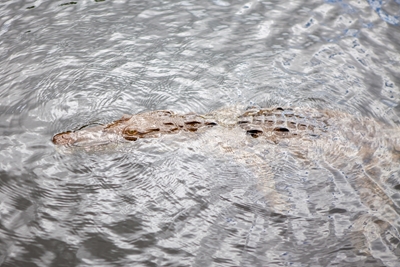 Crocodile -Black River/Jamaica