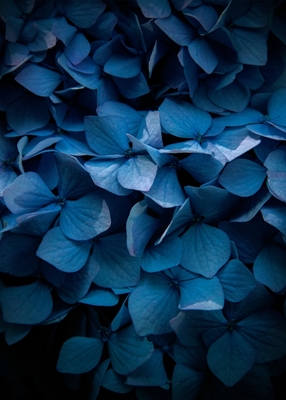 Hortensia azul