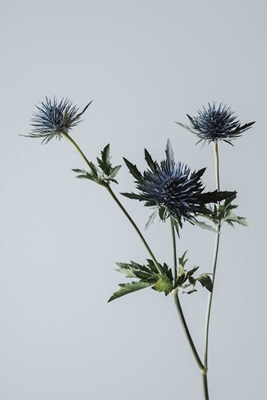 Blå blomma Tistel