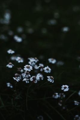 Pequeña flor blanca de verano. 