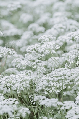 White Flower meadow. 