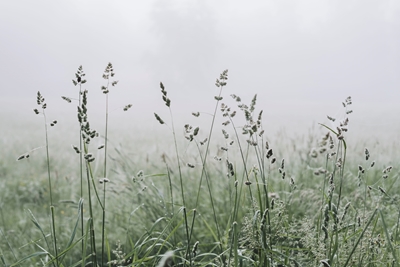Misty  summer meadow