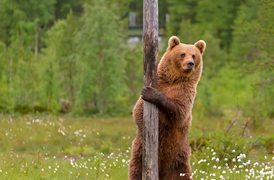 En björnhona som visar upp sig