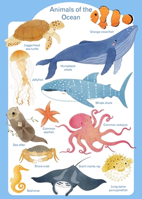 Animals of the Ocean